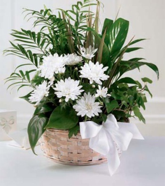 Pure Love Dish Garden Planter